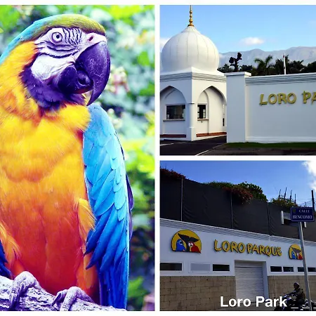 Perfect * פוארטו דה לה קרוז