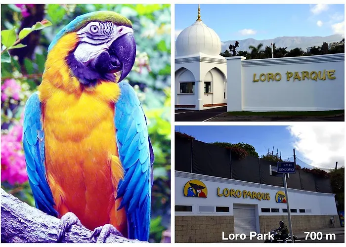 Perfect * Puerto de la Cruz (Tenerife)